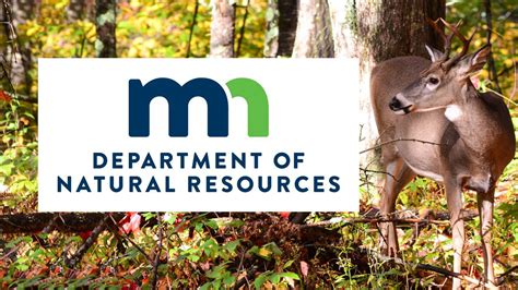 minnesota dnr