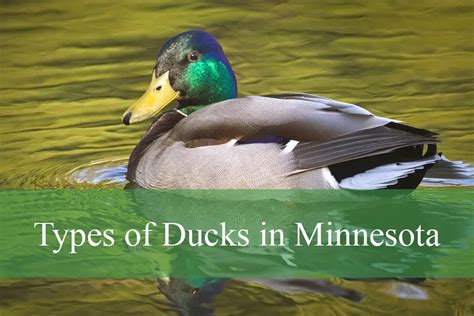minnesota ducks