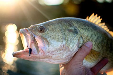 minnesota fish