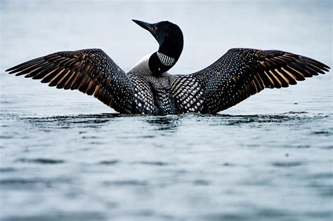 minnesota loon