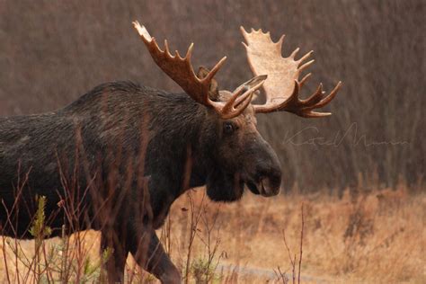 minnesota moose