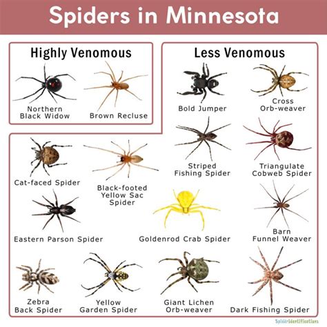 minnesota spiders