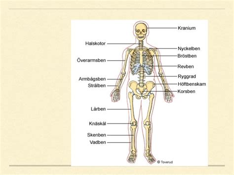 minsta benet i kroppen