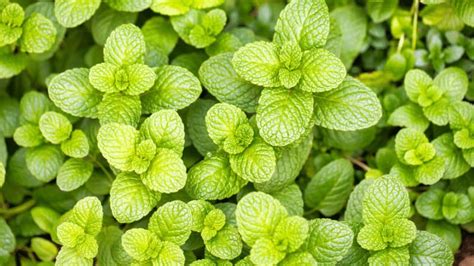 mint leaves yellow