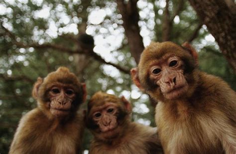 Mirip Monyet Memiliki Ekor Pendek Tts