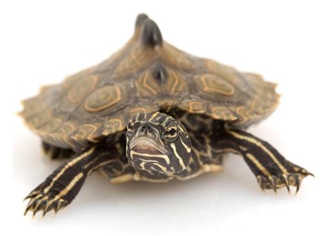 mississippi map turtle