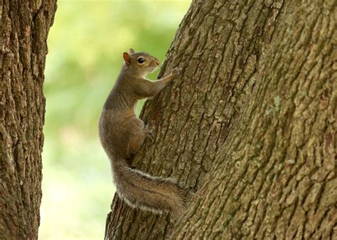 mississippi squirrel