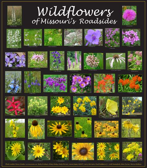 Missouri Native Plants