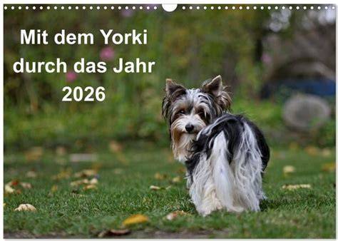 mit dem yorki durch das jahr 2020 wandkalender 20