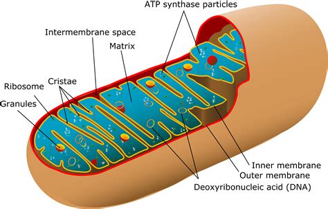 Mitochondria Structure And Function