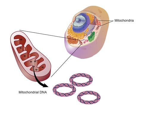 mitocondril