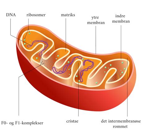 mitokondrie dna slægtskab
