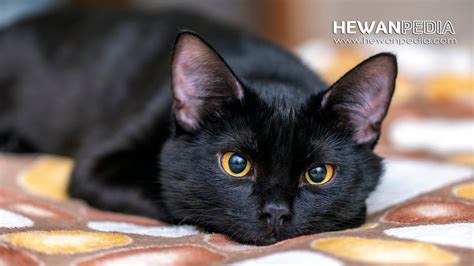 Mitos Kucing Hitam Dan Fakta Menariknya Apa Saja Hitam - Hitam