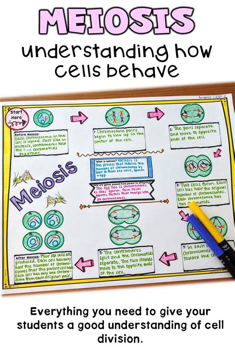 Mitosis 8th Grade Mitosis Meiosis Science Mitosis 8th Grade Worksheet - Mitosis 8th Grade Worksheet