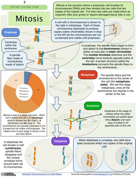 Mitosis Cell Division Study Guide 8 Answers