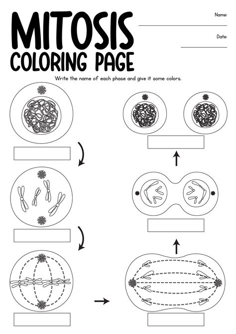 Mitosis Coloring