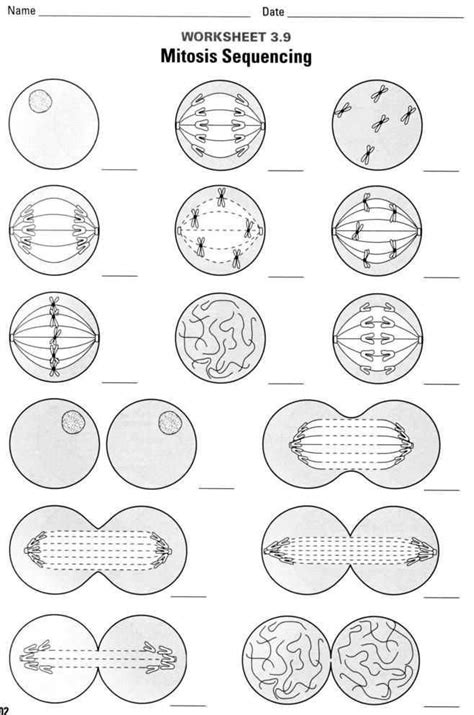 Mitosis Coloring Answer Key
