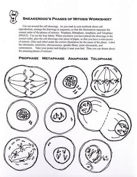 mitosis coloring middle school