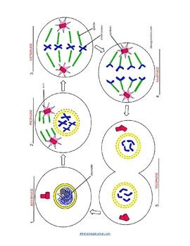Mitosis Coloring The Biology Corner Cell Cycle Coloring Worksheet Key - Cell Cycle Coloring Worksheet Key