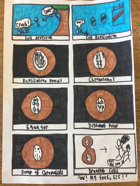 mitosis comic strip