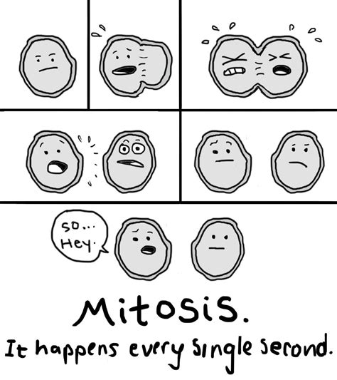 Mitosis Joke