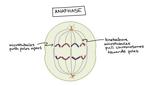 Mitosis Khan