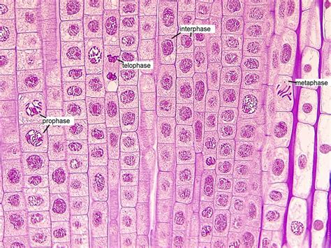 Mitosis Lab Onion Root Tip Answers