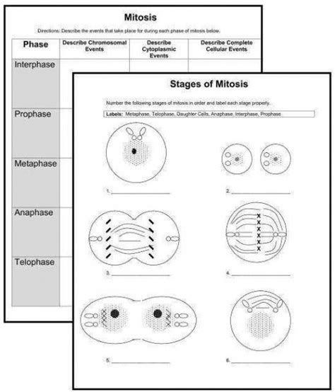 Mitosis Matching Answer Key