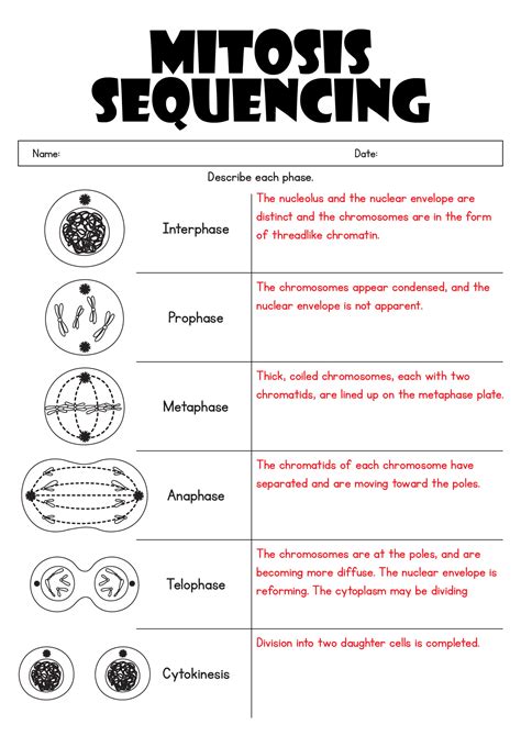 Mitosis Phase Worksheet