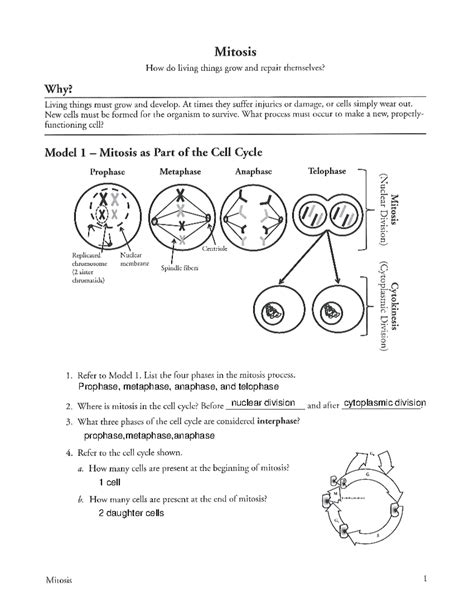 Mitosis Pogil