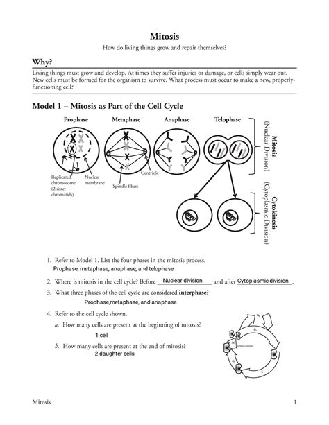 Mitosis Pogil Key Key Mitosis How Do Living Cell Division Mitosis Worksheet Answers - Cell Division Mitosis Worksheet Answers