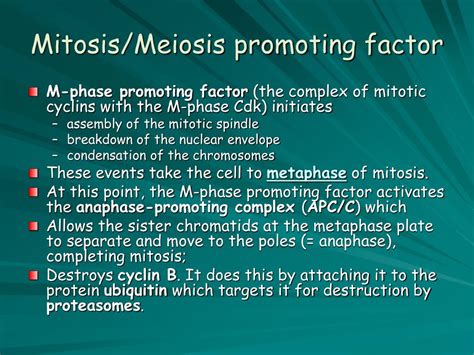 Mitosis Promoting Factor