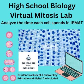Mitosis Virtual Lab Answer Key