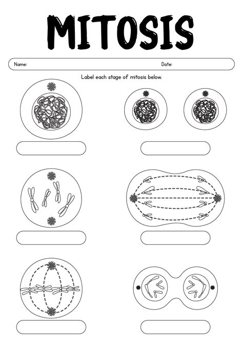 Mitosis Worksheet