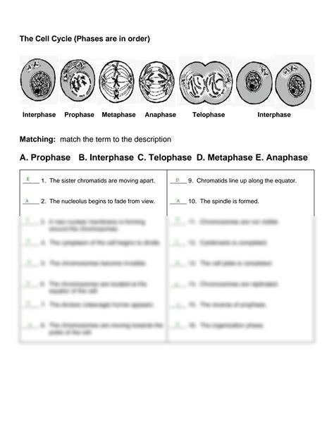 Mitosis Worksheet Answer Key Pdf