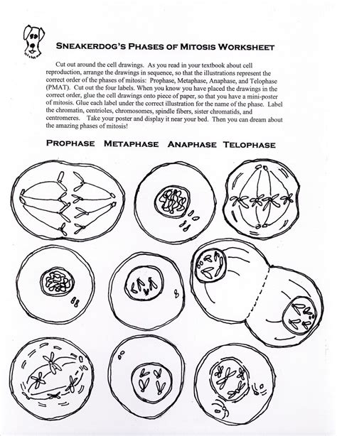 Mitosis Worksheet Matching With Modern Learning Station Simple Machines Matching Worksheet - Simple Machines Matching Worksheet