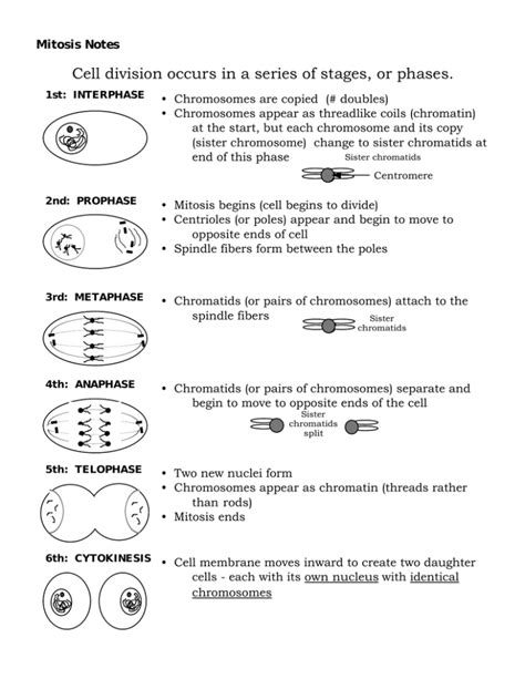 Read Online Mitosis Notes The Science Spot 
