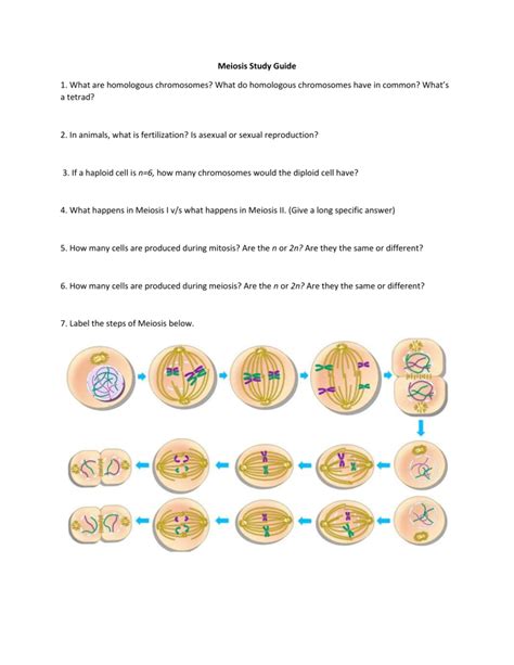 Read Mitosis Study Guide Answers Hudhudore 