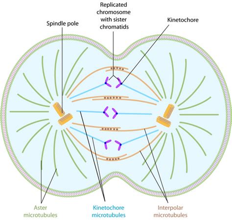 Mitotic Spindle Mitosis