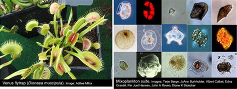 Mixotroph