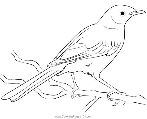 Mockingbird Coloring Pages Free Coloring Pages Florida State Bird Coloring Page - Florida State Bird Coloring Page