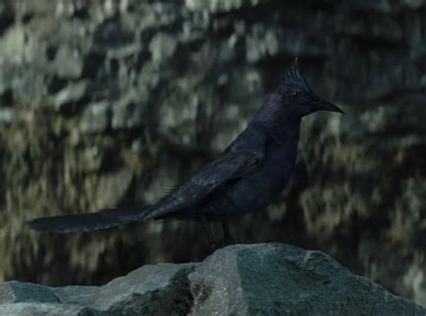 Mockingjay Bird Hunger Games