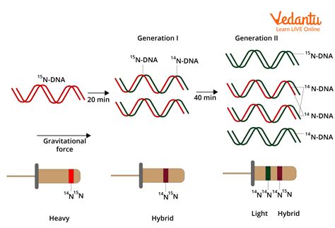 Mode Of Dna Replication Meselson Stahl Experiment Dna Science Experiment - Dna Science Experiment