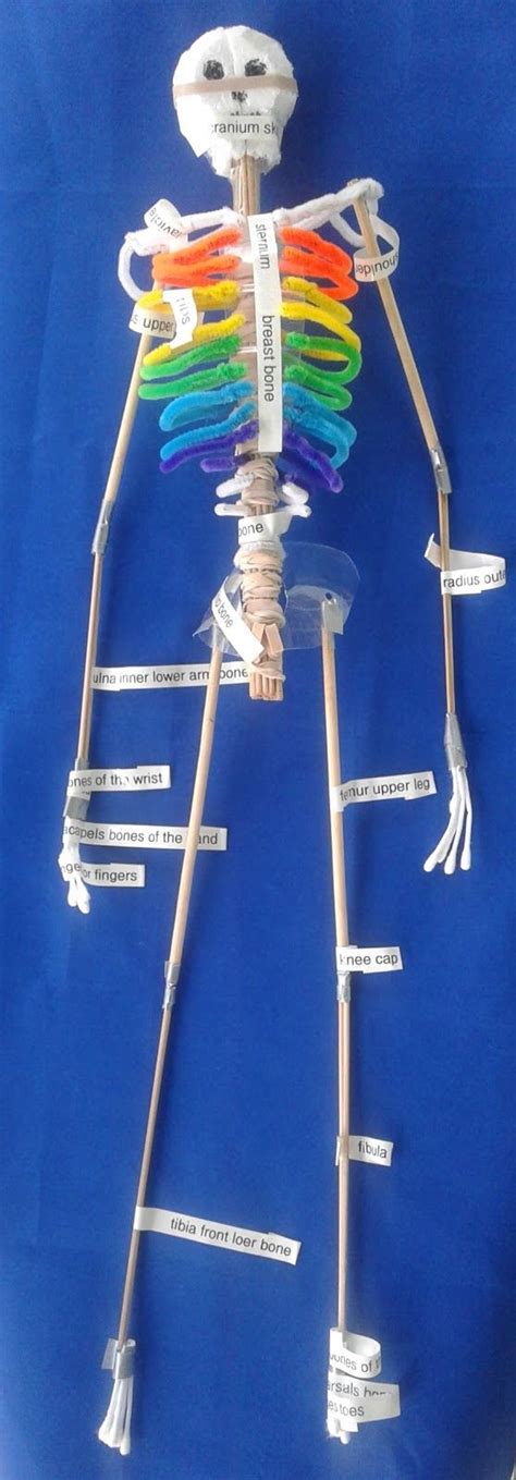 Model Of Skeletal System Project