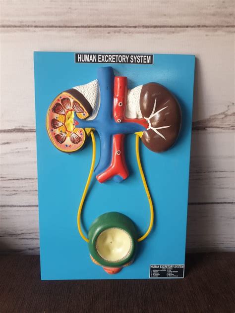Model On Excretory System