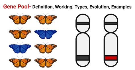 Modeling A Gene Pool Lab Answers