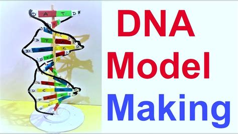 Modeling The Structure Of Dna Hhmi Biointeractive Dna Structure Coloring Answer Key - Dna Structure Coloring Answer Key