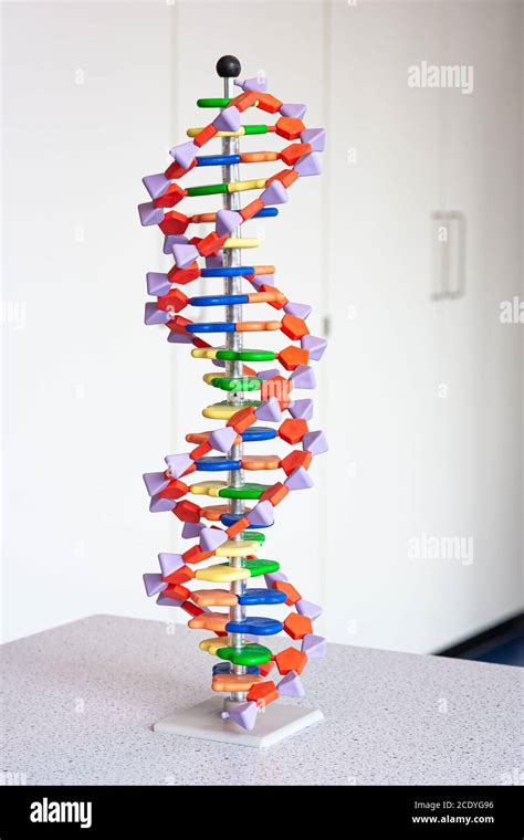 Modell Der Dna