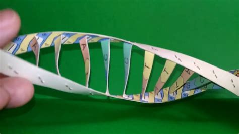 Modello Di Dna