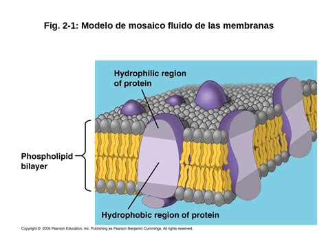 Modelo Mosaico Fluido